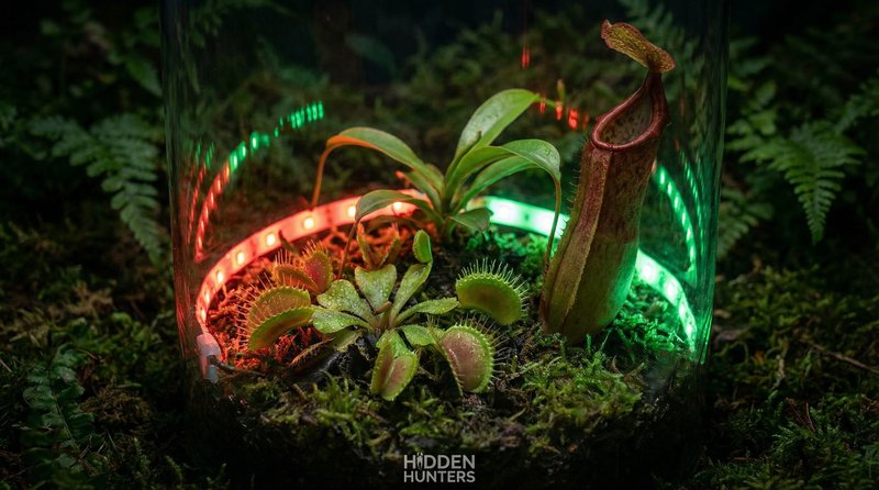 高清动漫食虫植物微距视频